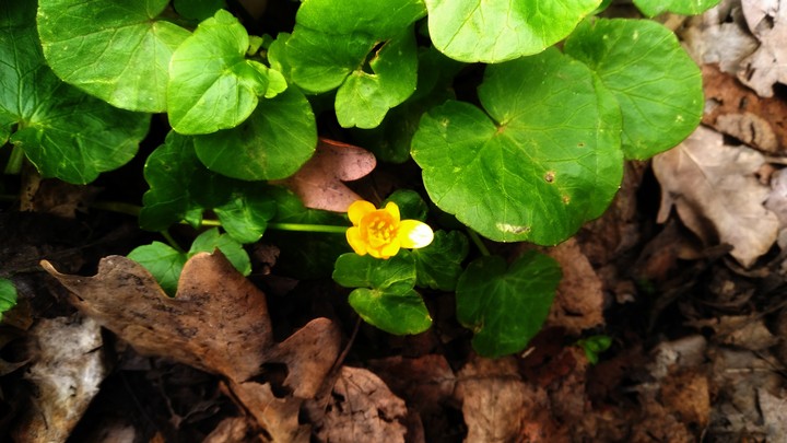 green, yellow, flower