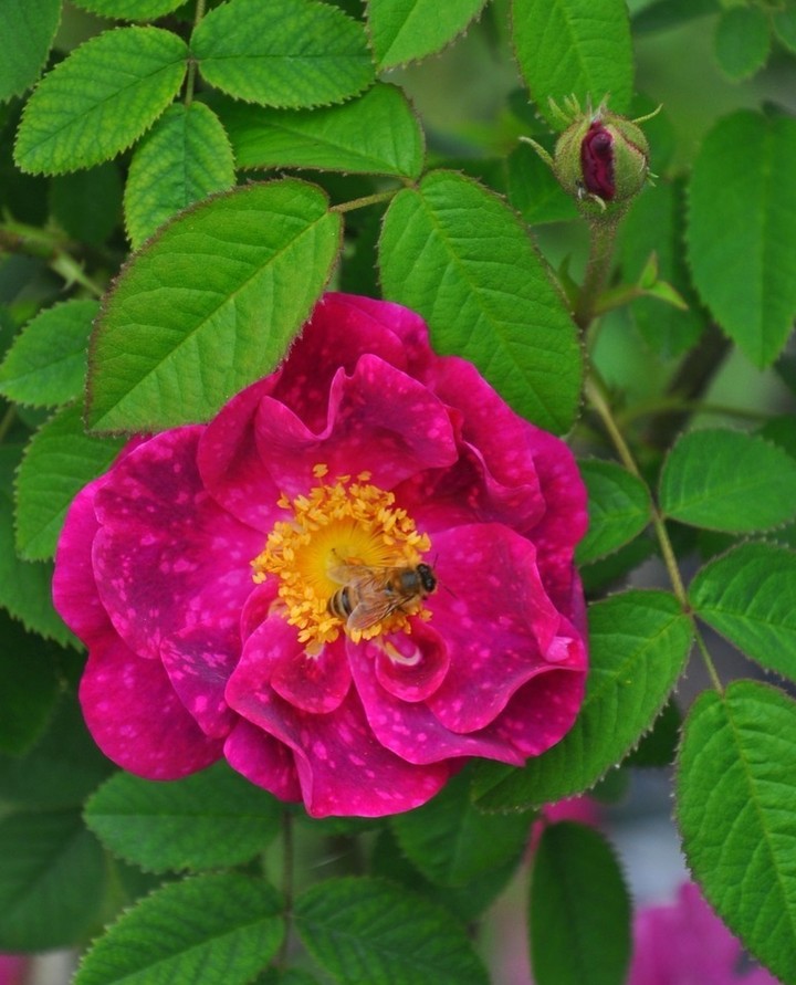 Wild_Rose