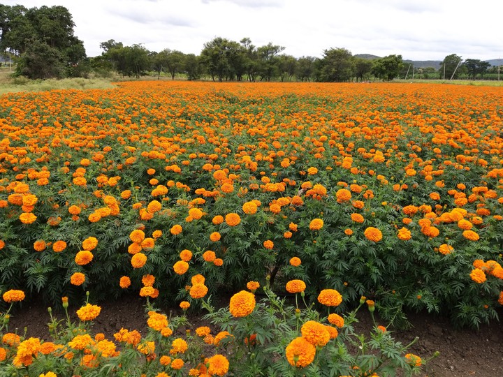 marigold fields