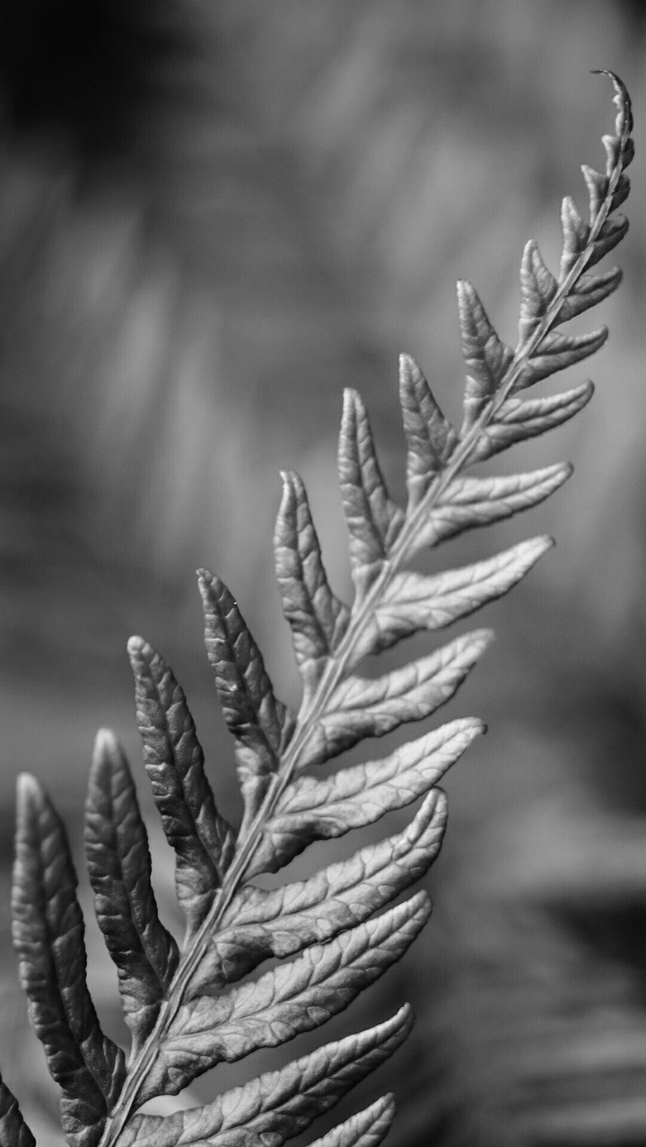 leaf