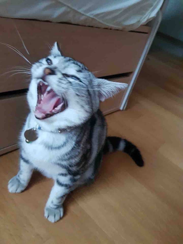 cat