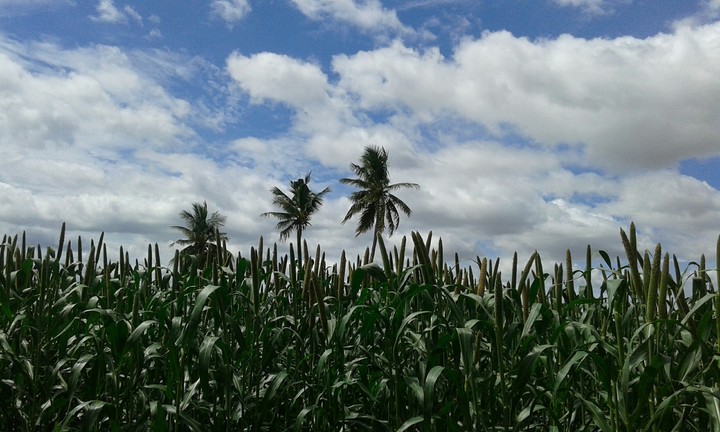 Crop