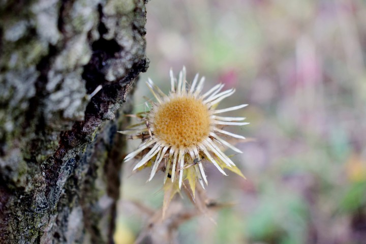 star