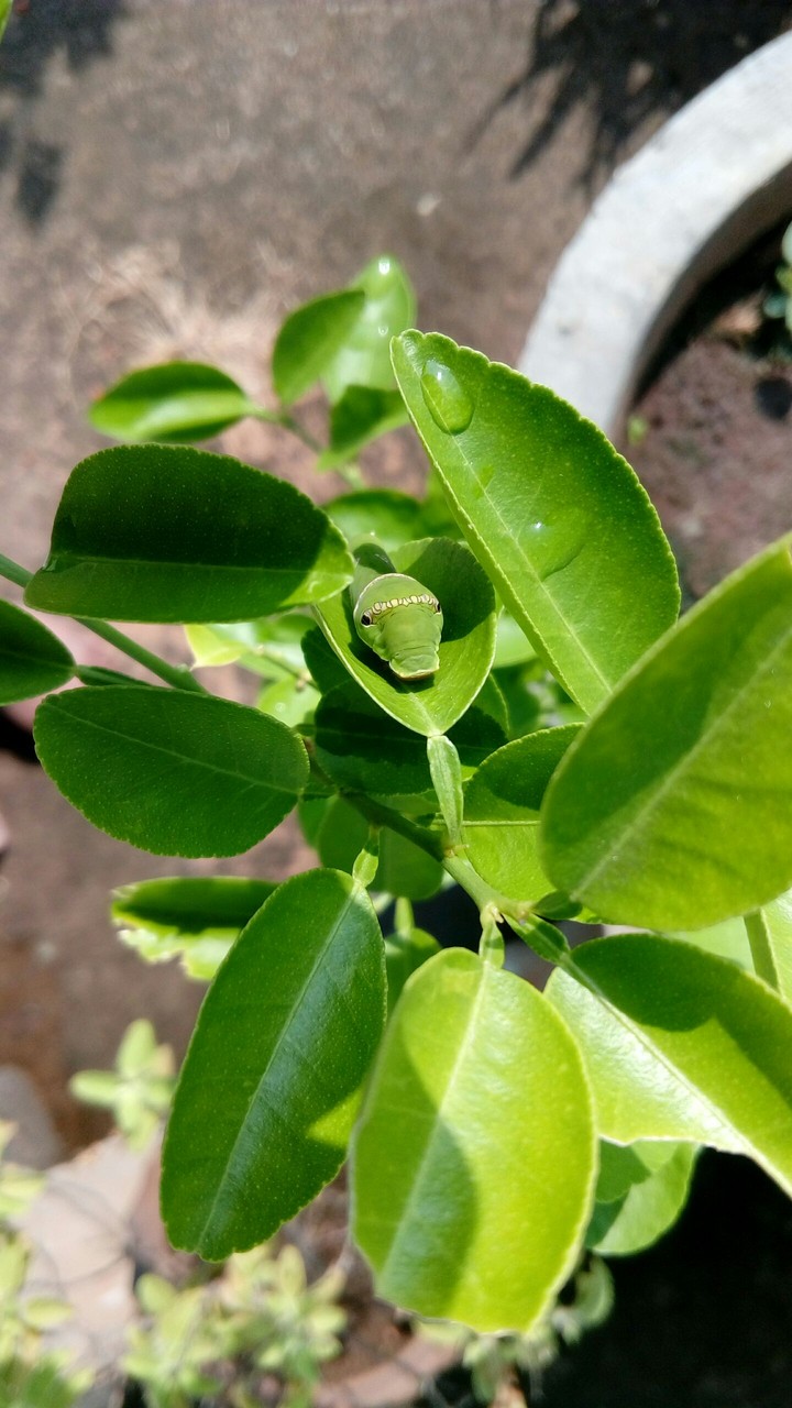 Nature