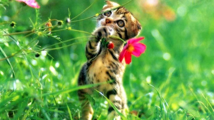 cat