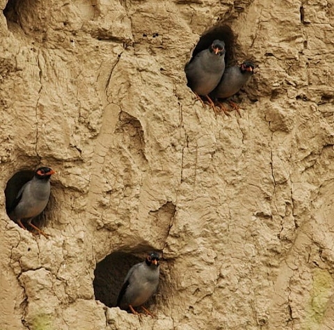 brown, 鳥類桌布
