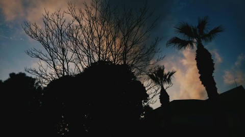 Palm Tree