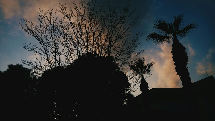Palm Tree
