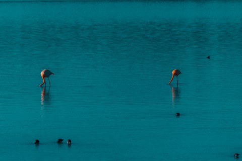 Flamas