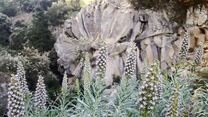stone rose