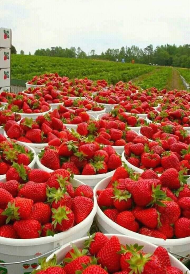 strawberries