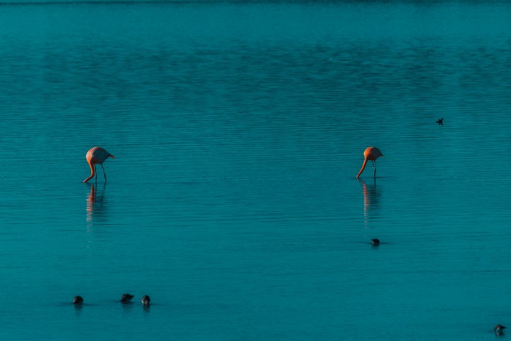 Flamas