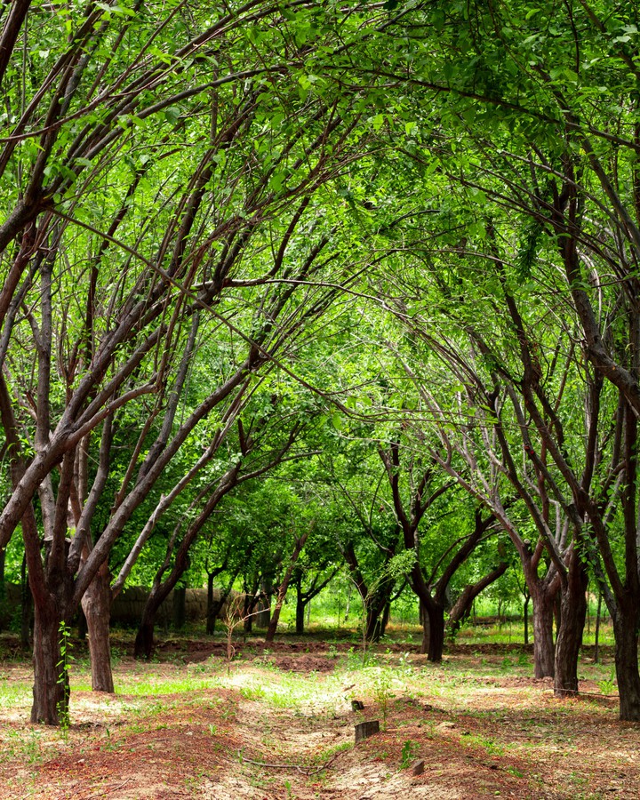 secret garden