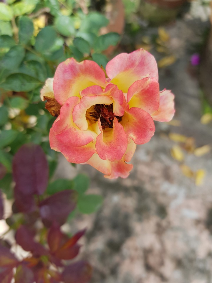 Rose