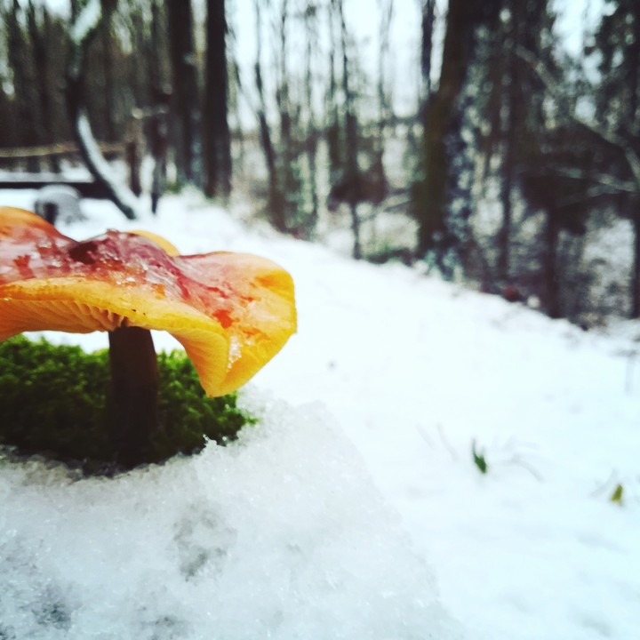 #mushroom#winter