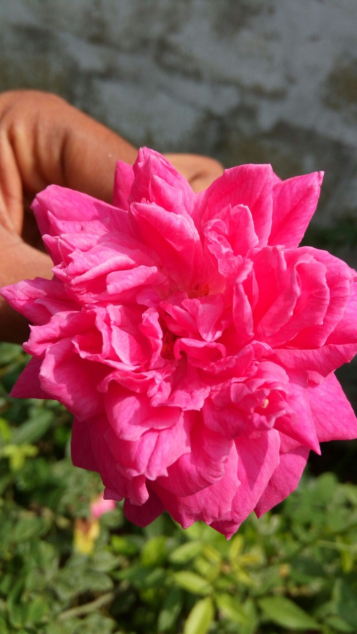 rose pink