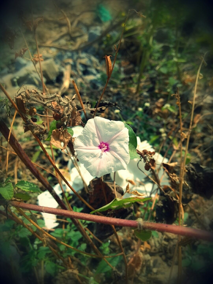 white peace