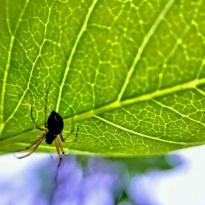 spider