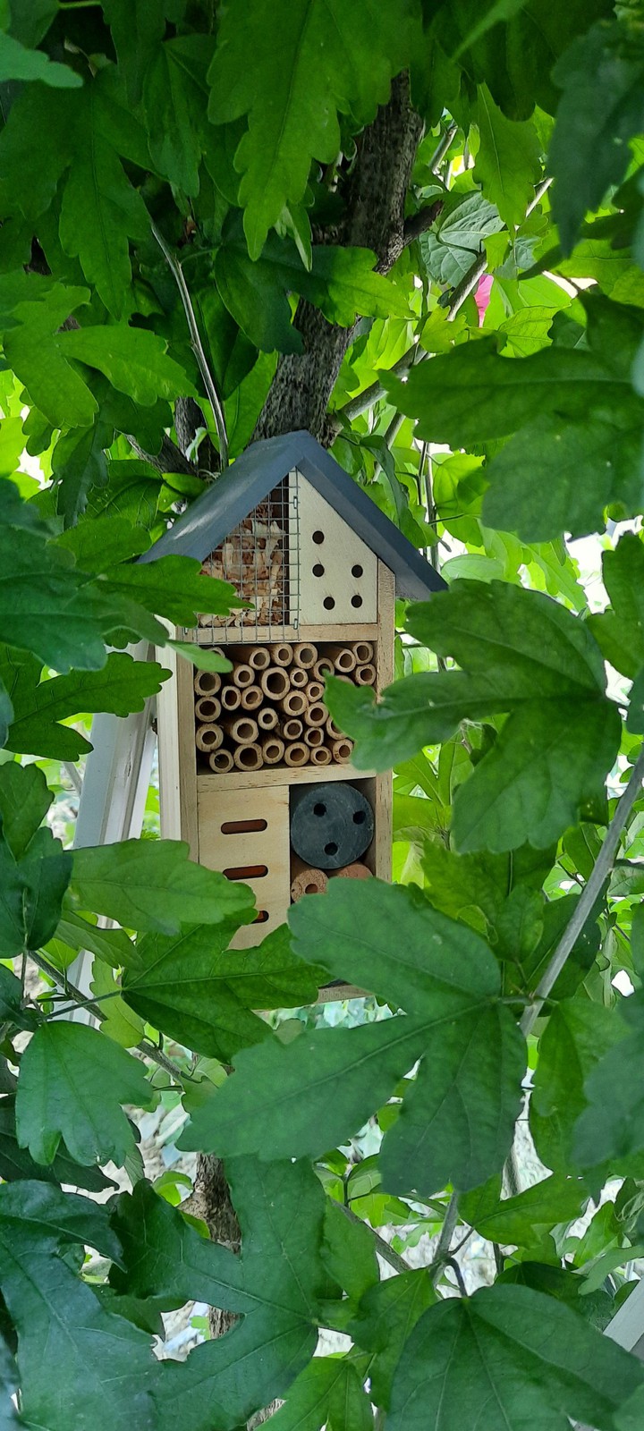 insect house
