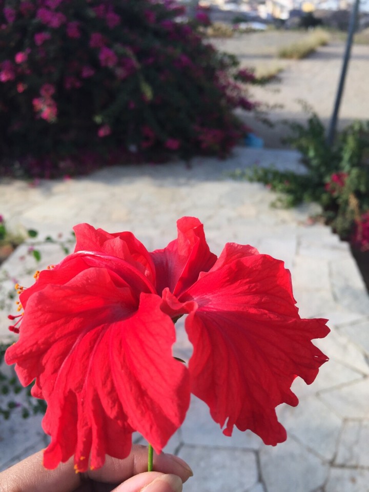 shot in iphone