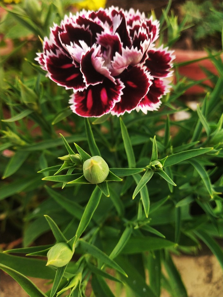 flower budies