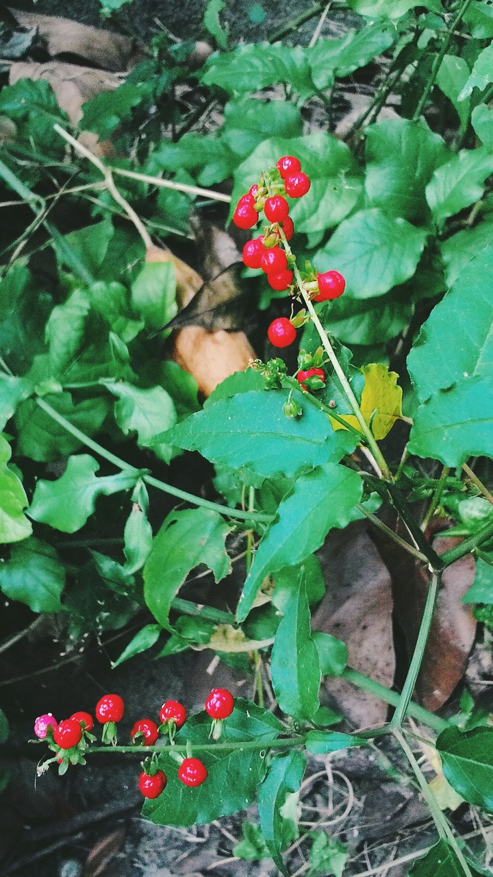 fruit
