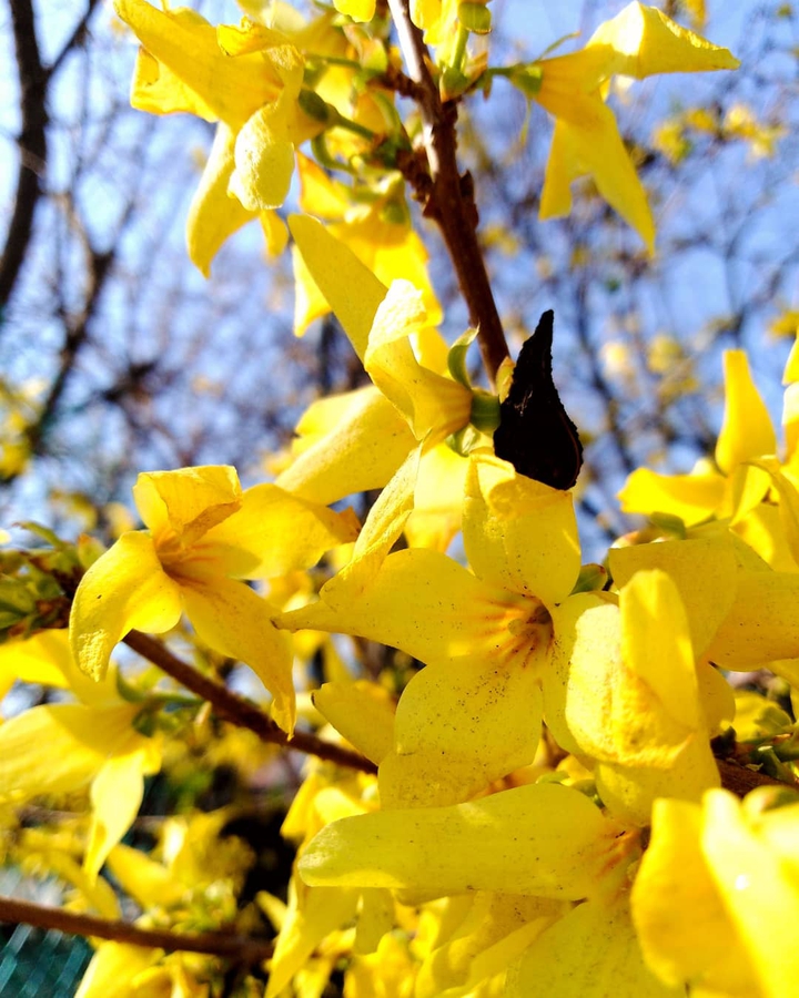 yellow flower