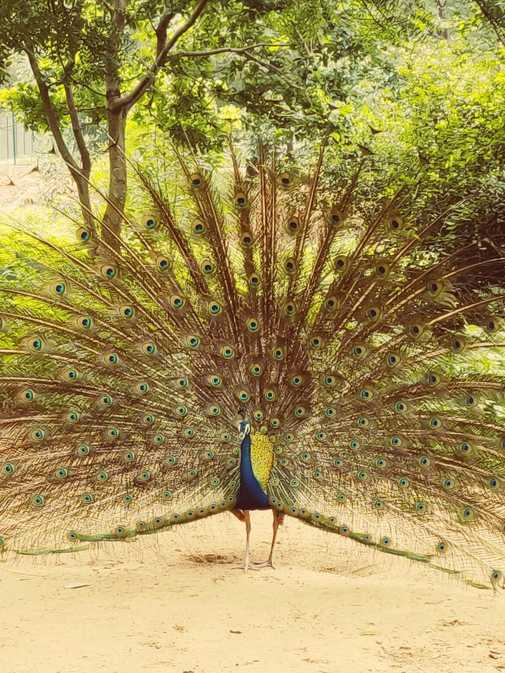 Bird