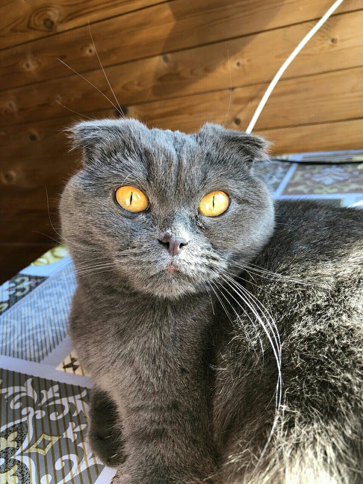my cat 2