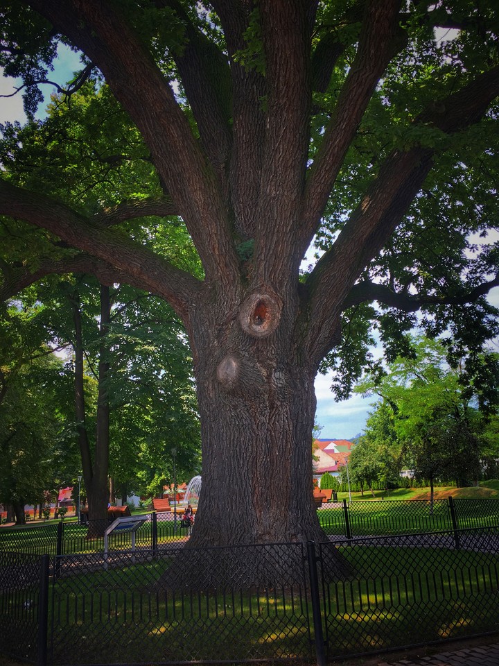 Arbor