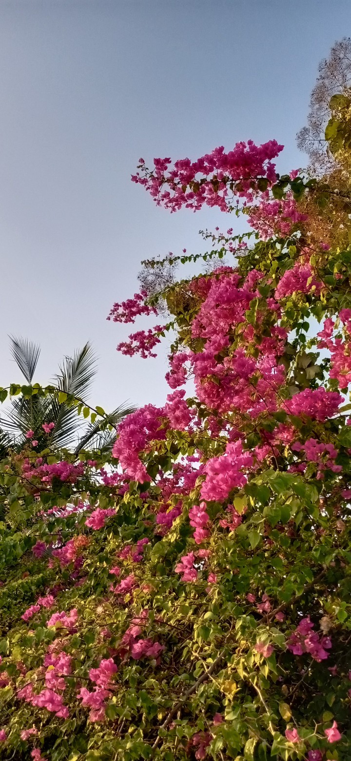 flowers