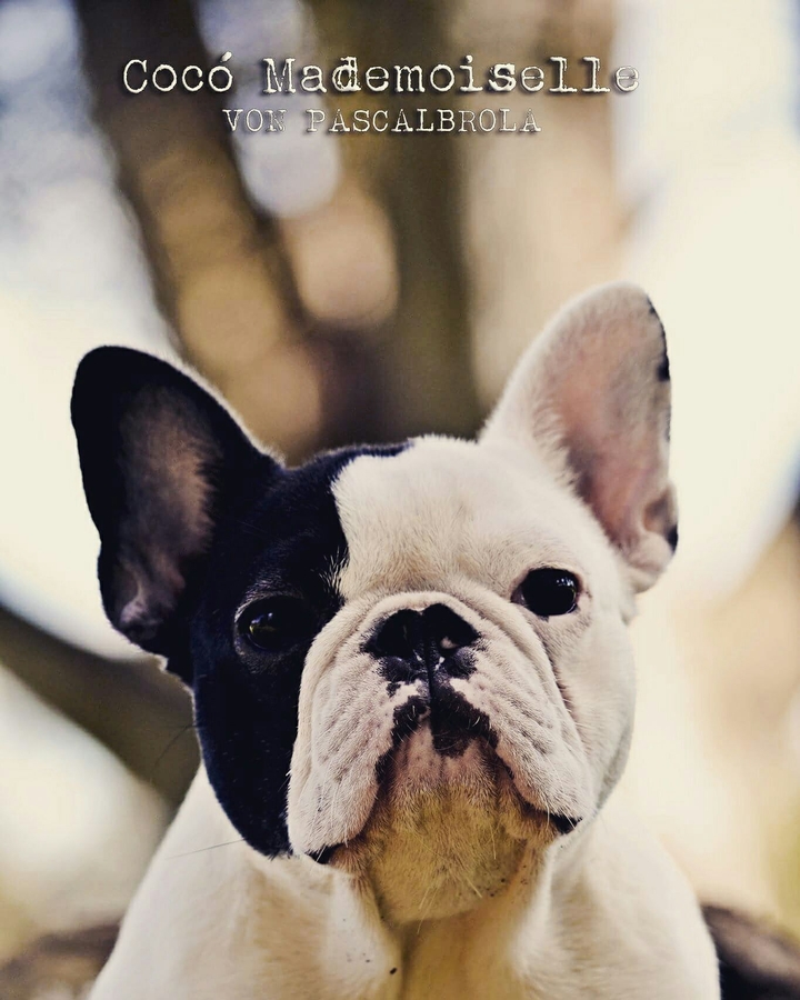 My beautiful Frenchie ❤ Cocó ❤