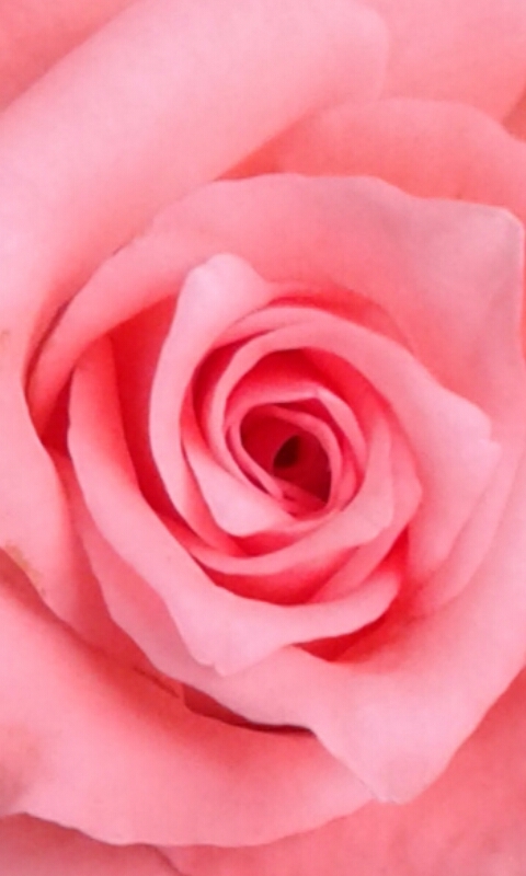 Rose flower