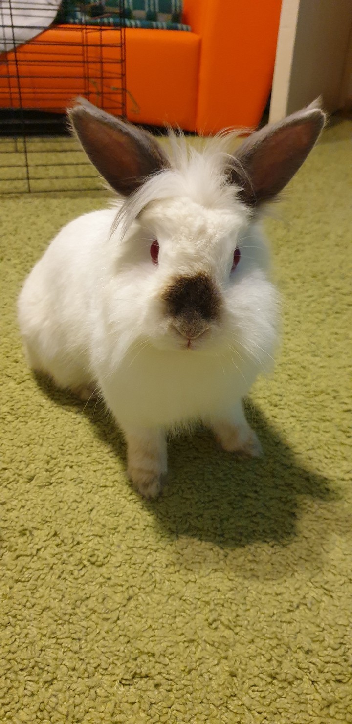 заяц