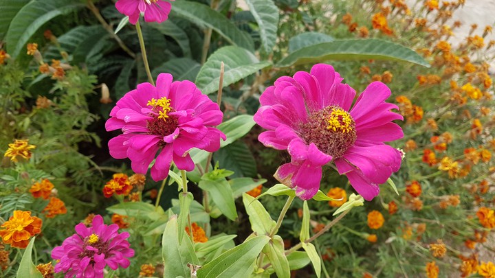 flowers