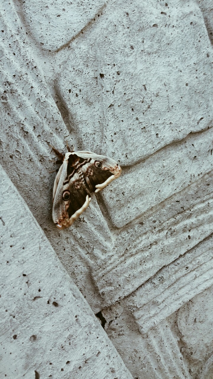 Big butterfly