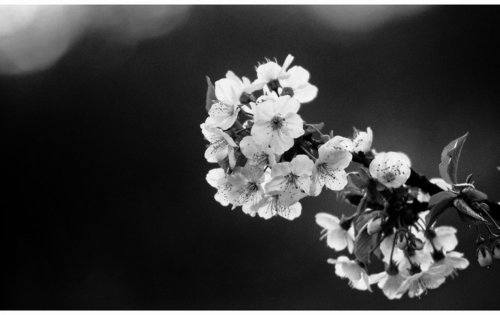 cherry