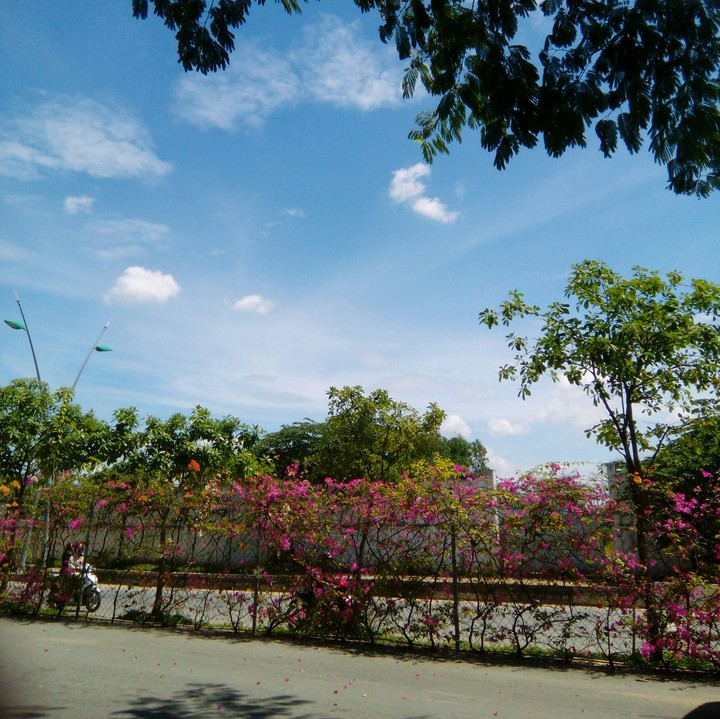 Sunny