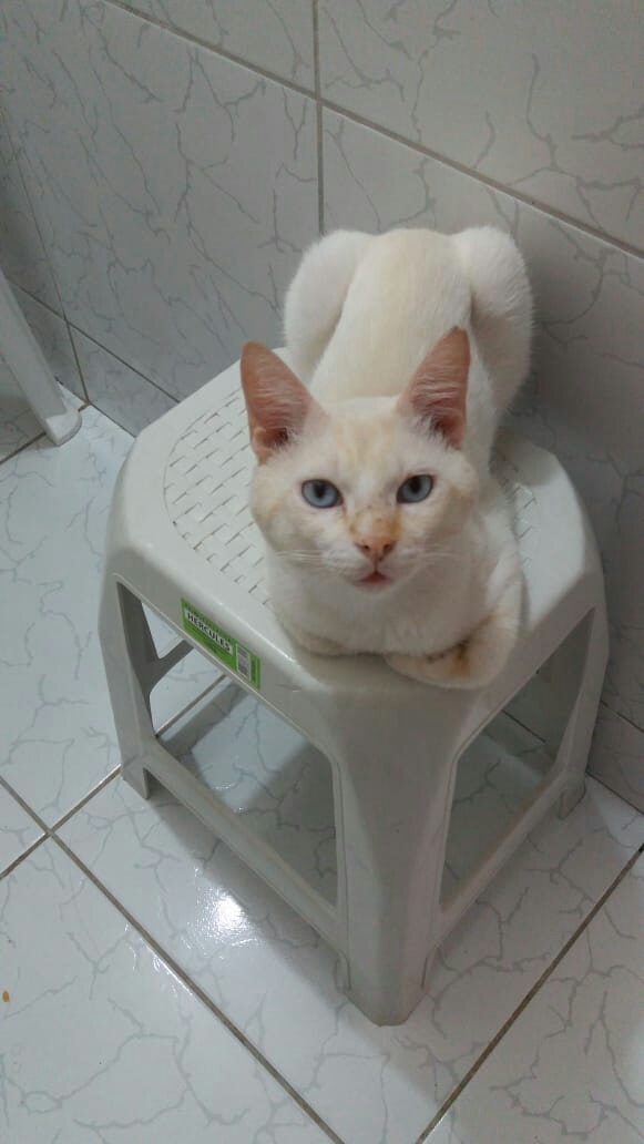 Meu gato