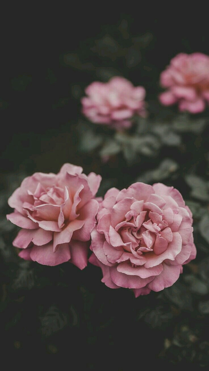 #Flower