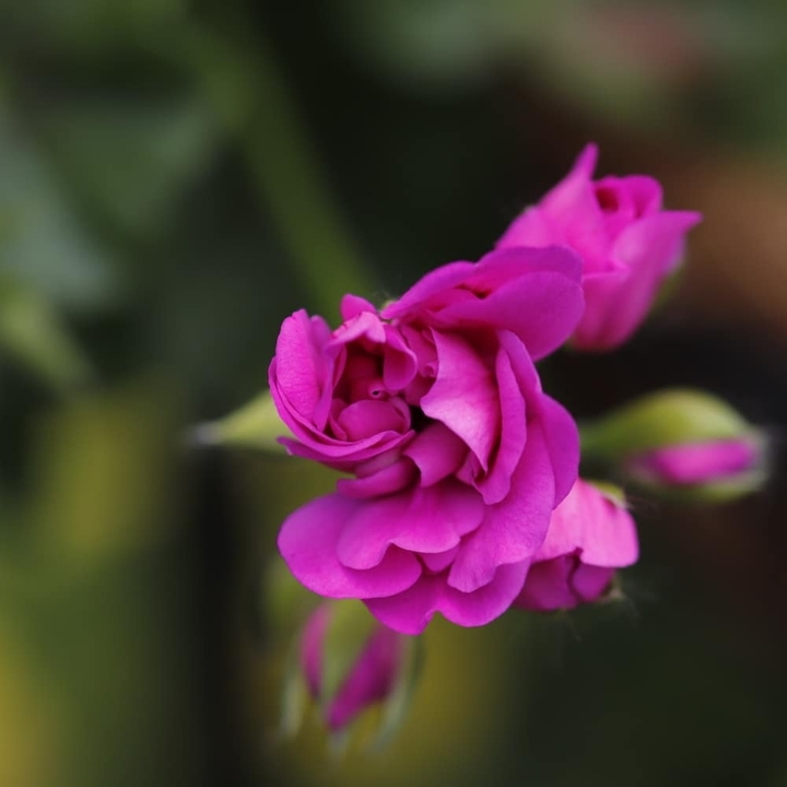 pink 02