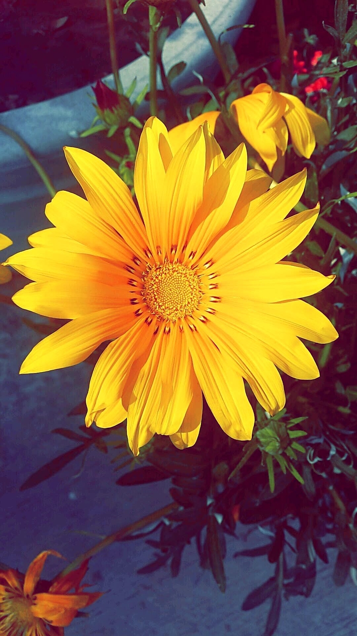 A Flower
