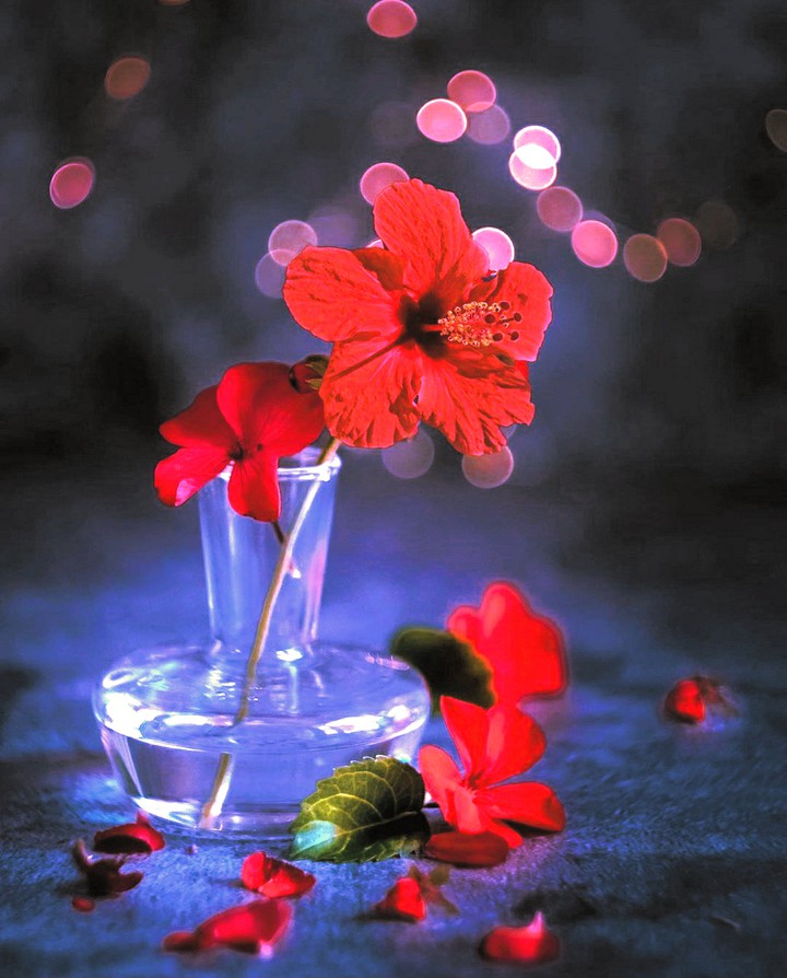 Love of Flowers & Pink Lights