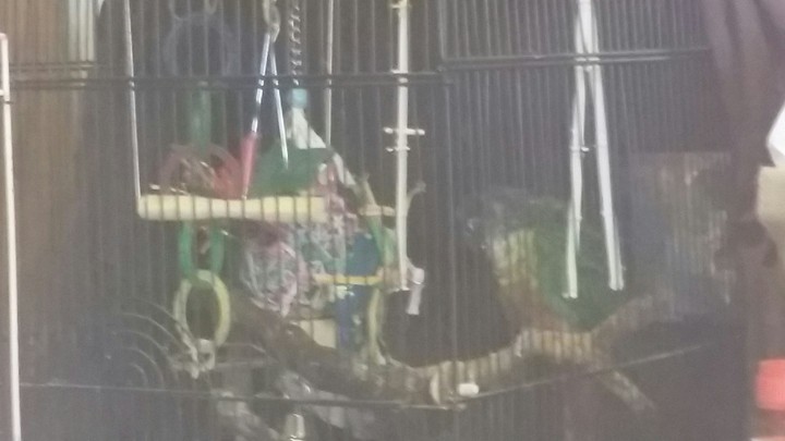 ZOE