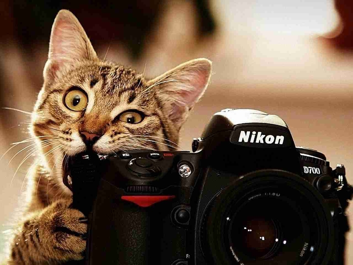 like your cat