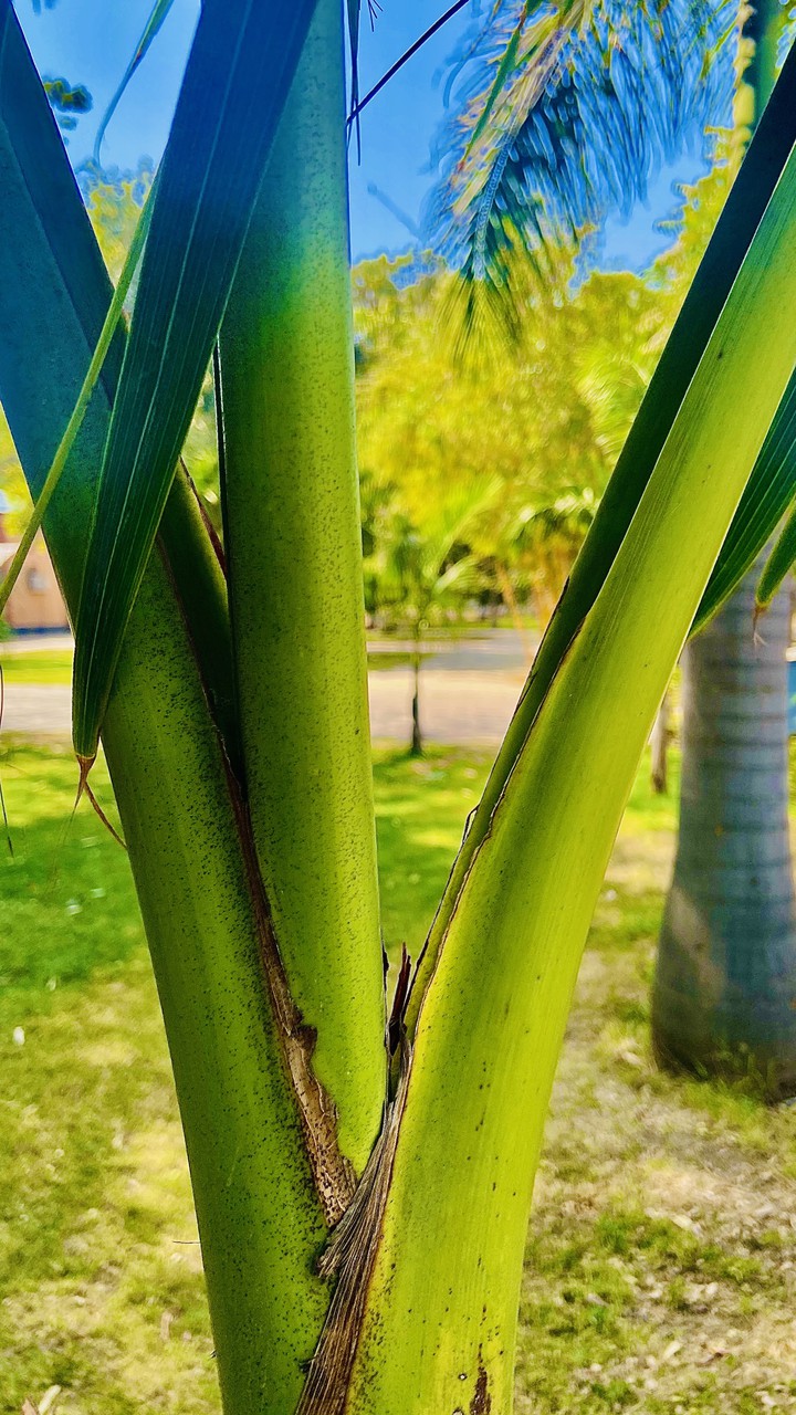 Tree | Branch