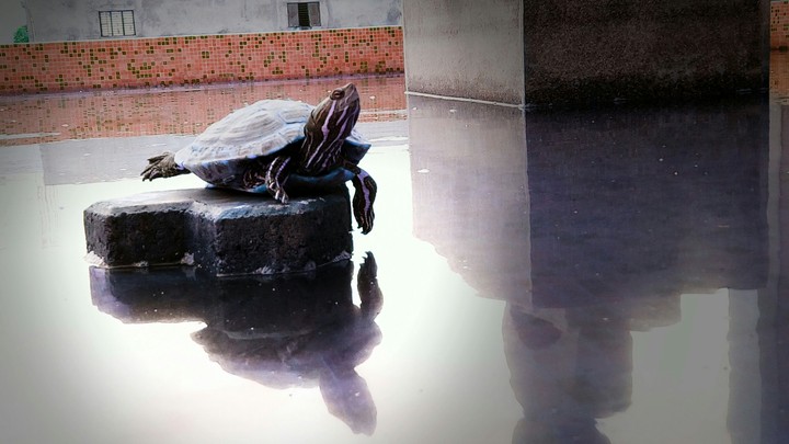 non ninja turtle...