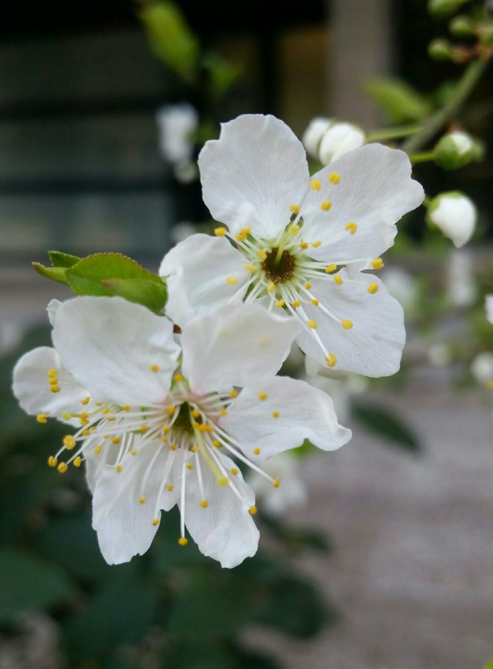 springtime is here