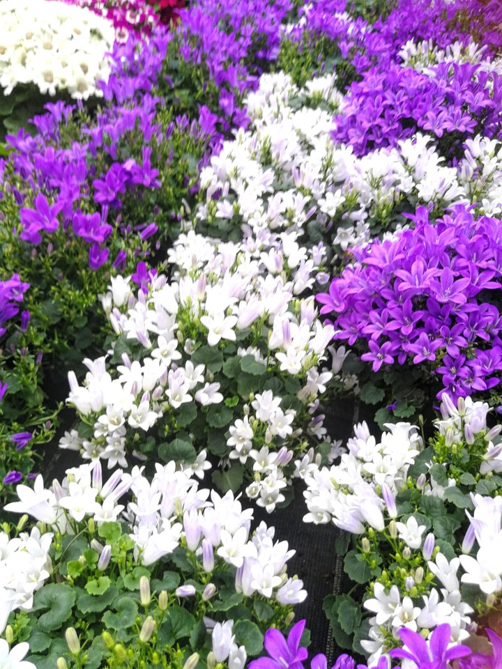 Natur im Frühling
