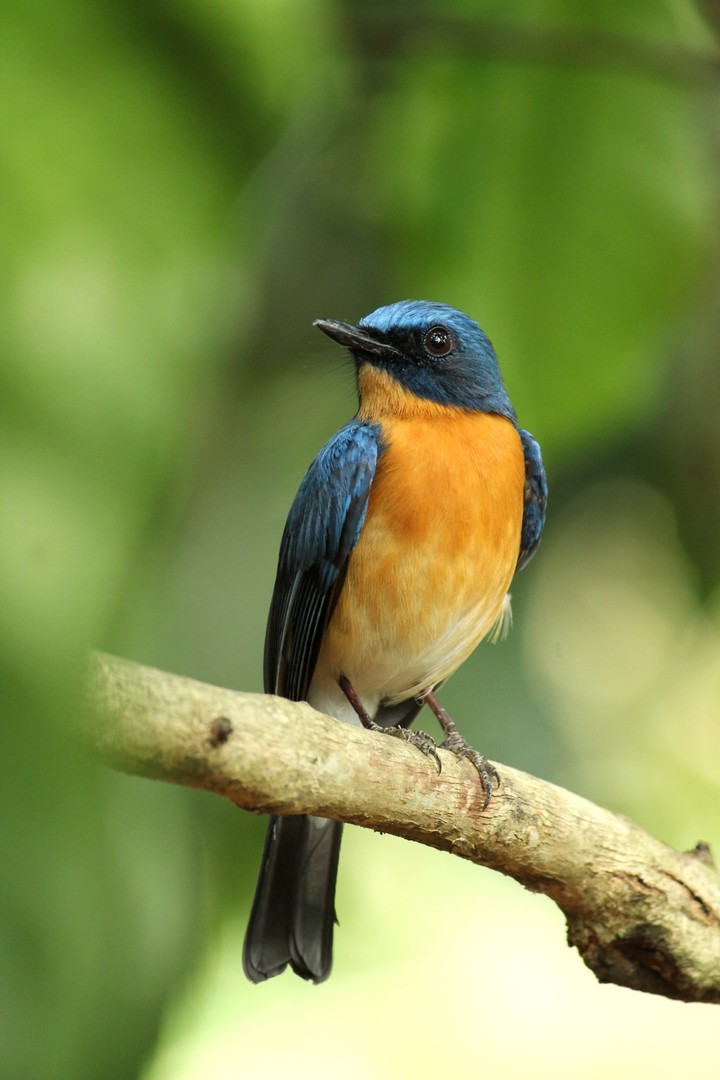 Bird